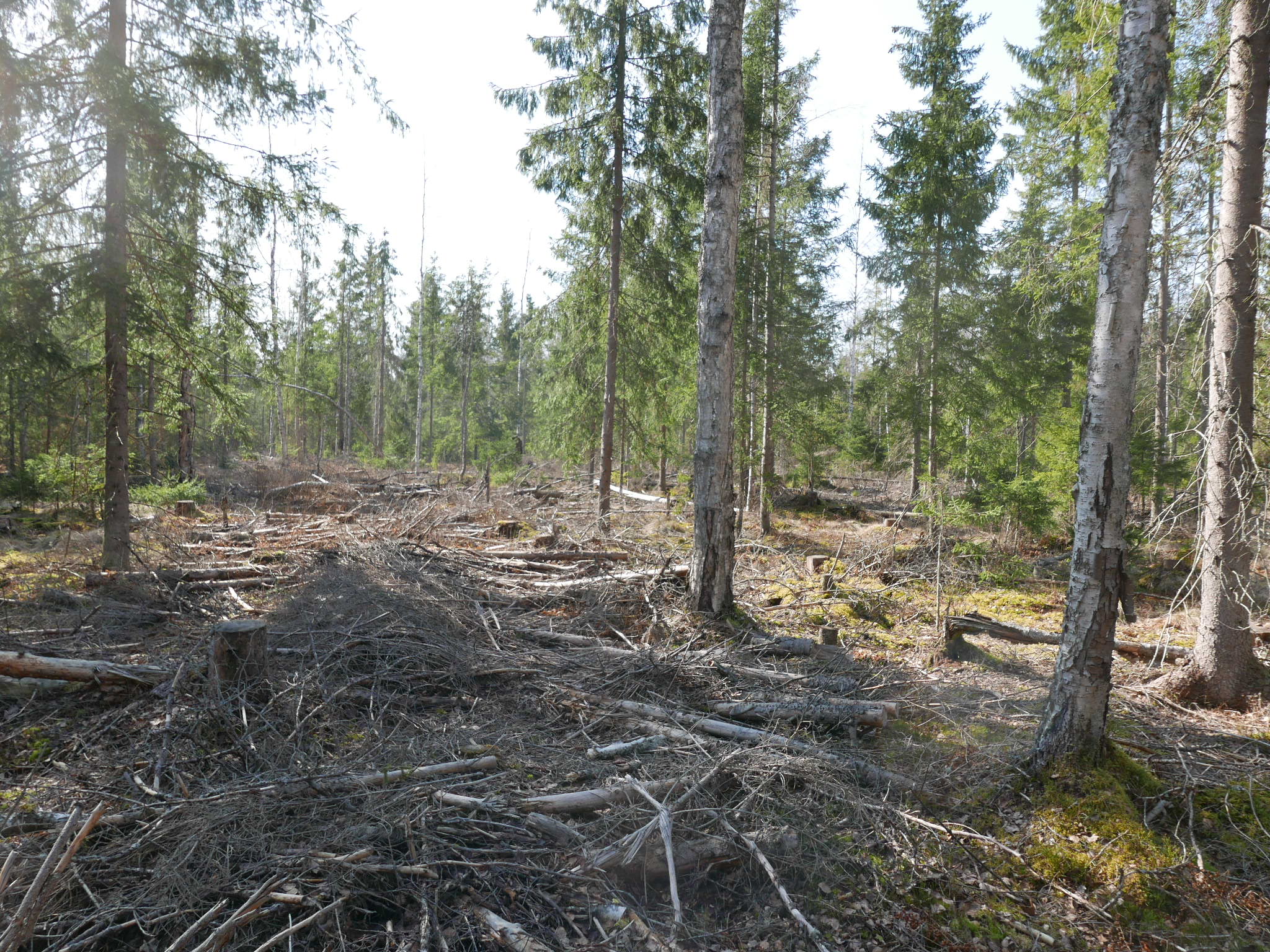 Partially harvested peatland forest in Southern Finland. Photo by Mika Korkiakoski.