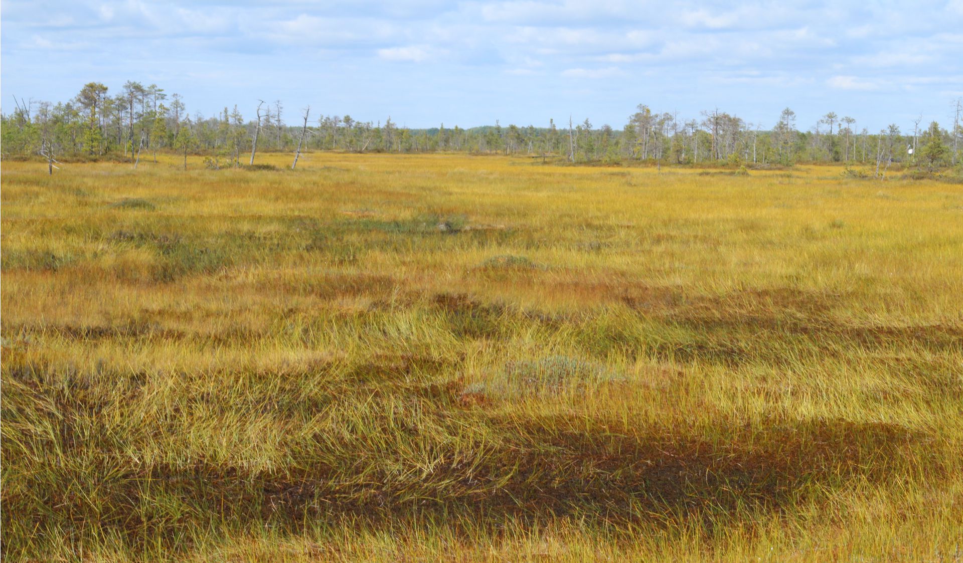 Wetland landscape. Photo: Kukka-Maaria Kohonen
