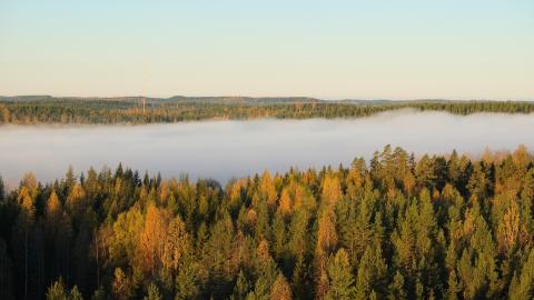 Hyytiälä forest with mist in autumn. Photo by Juho Aalto.